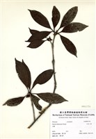 藏品(臺灣八角)的圖片